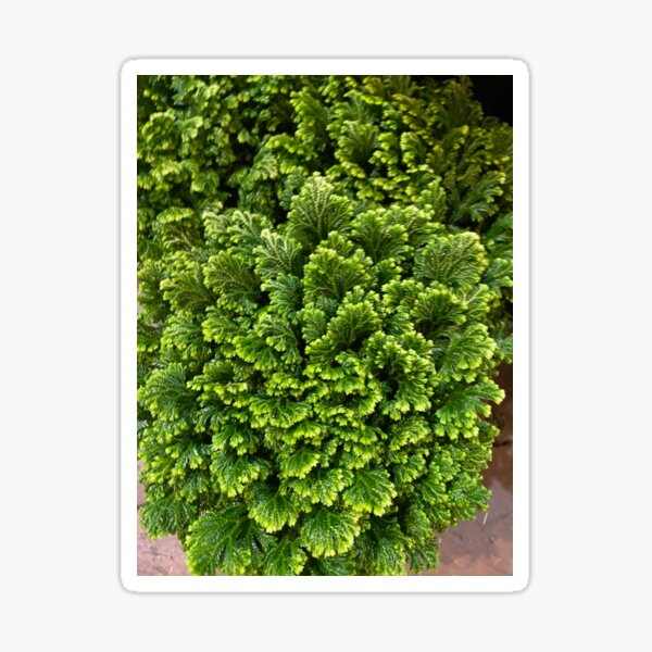 Green Bulk Sticker