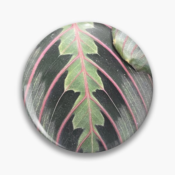 Item preview, Prayer Plant  designed and sold by SucculentLovers.