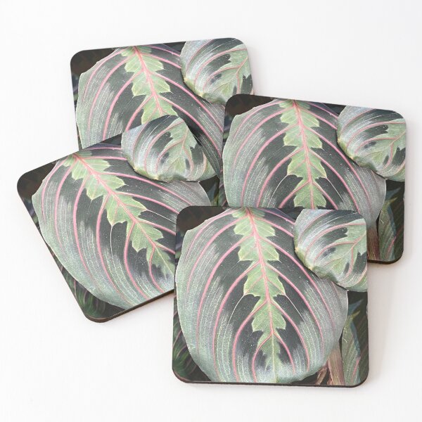 Item preview, Prayer Plant  designed and sold by SucculentLovers.