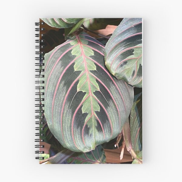 Item preview, Prayer Plant  designed and sold by SucculentLovers.