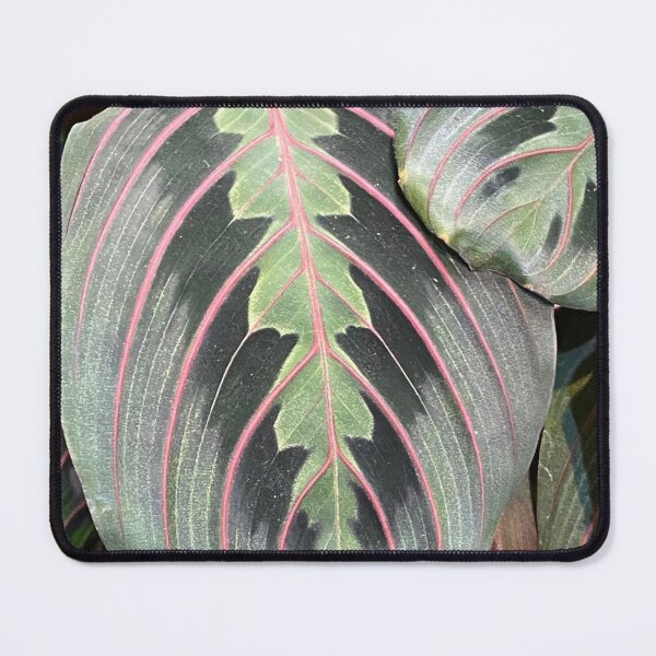Item preview, Prayer Plant designed and sold by SucculentLovers.