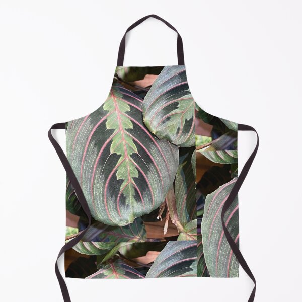 Item preview, Prayer Plant designed and sold by SucculentLovers.