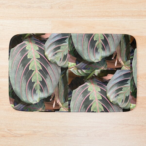 Item preview, Prayer Plant  designed and sold by SucculentLovers.