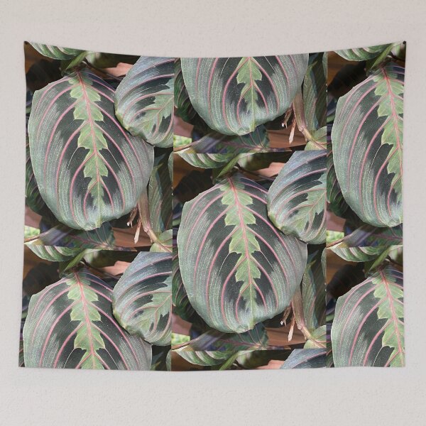 Item preview, Prayer Plant  designed and sold by SucculentLovers.