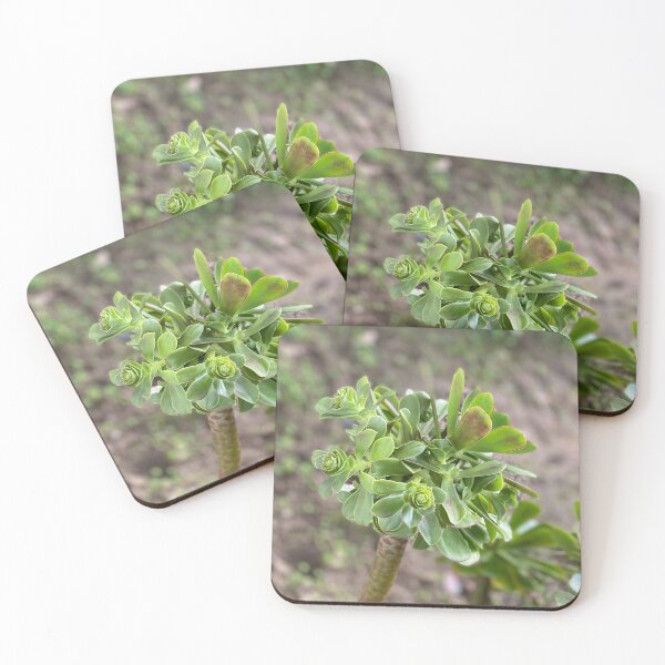 Growing Succulent Coasters (Set of 4)