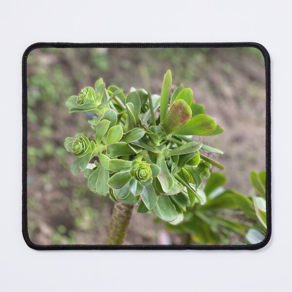 Item preview, Growing Succulent designed and sold by SucculentLovers.