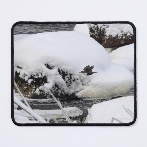 Item preview, Between the rocks. White-throated dipper designed and sold by Jouko Lehto Photography.