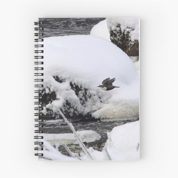 Item preview, Between the rocks. White-throated dipper designed and sold by Jouko Lehto Photography.