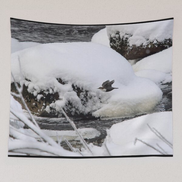 Item preview, Between the rocks. White-throated dipper designed and sold by Jouko Lehto Photography.
