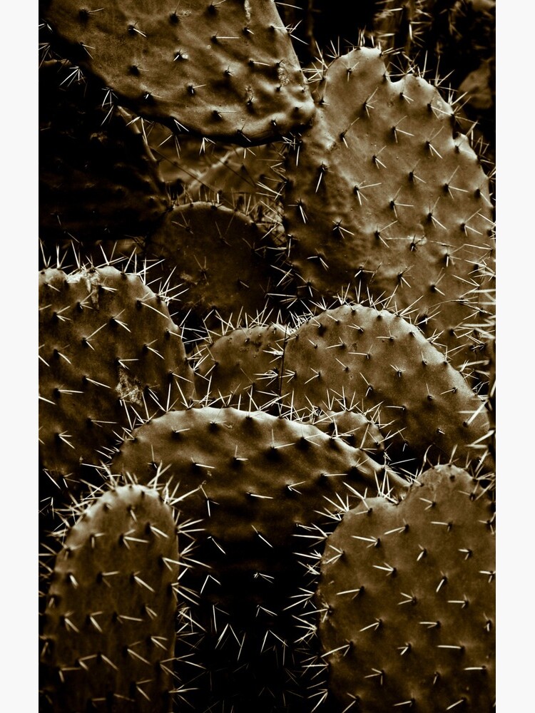 Cactaceae by gardenpictures