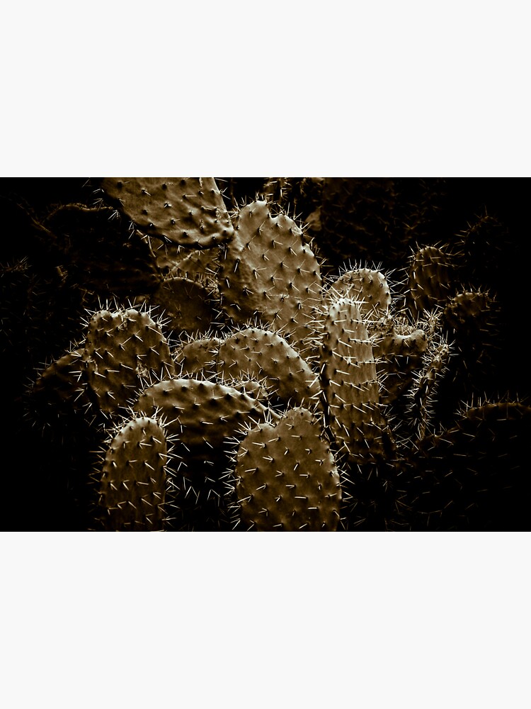 Cactaceae by gardenpictures