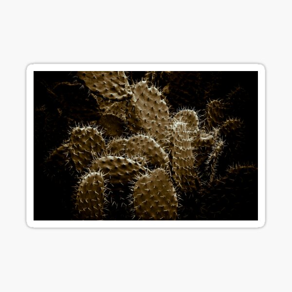Cactaceae Sticker