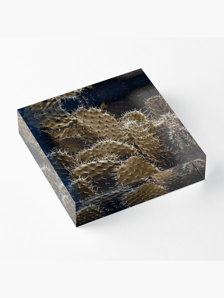 Alternate view of Cactaceae Acrylic Block