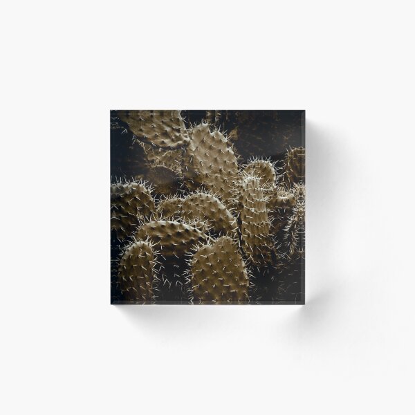 Cactaceae Acrylic Block