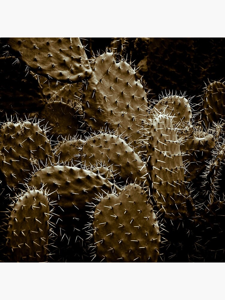Cactaceae by gardenpictures