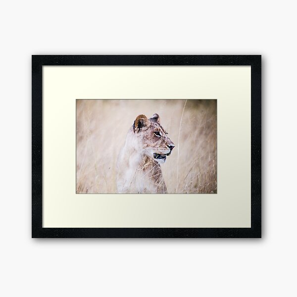 Item preview, Lion in Chobe National Park, Botswana designed and sold by LittleRhino.