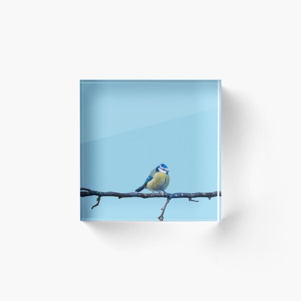 Aperçu de l'œuvre Petite mésange bleue sur une branche d'hiver créée et vendue par StelleryART.