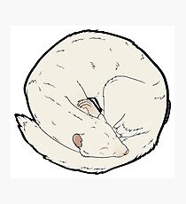 Curled Ferret - Albino Photographic Print