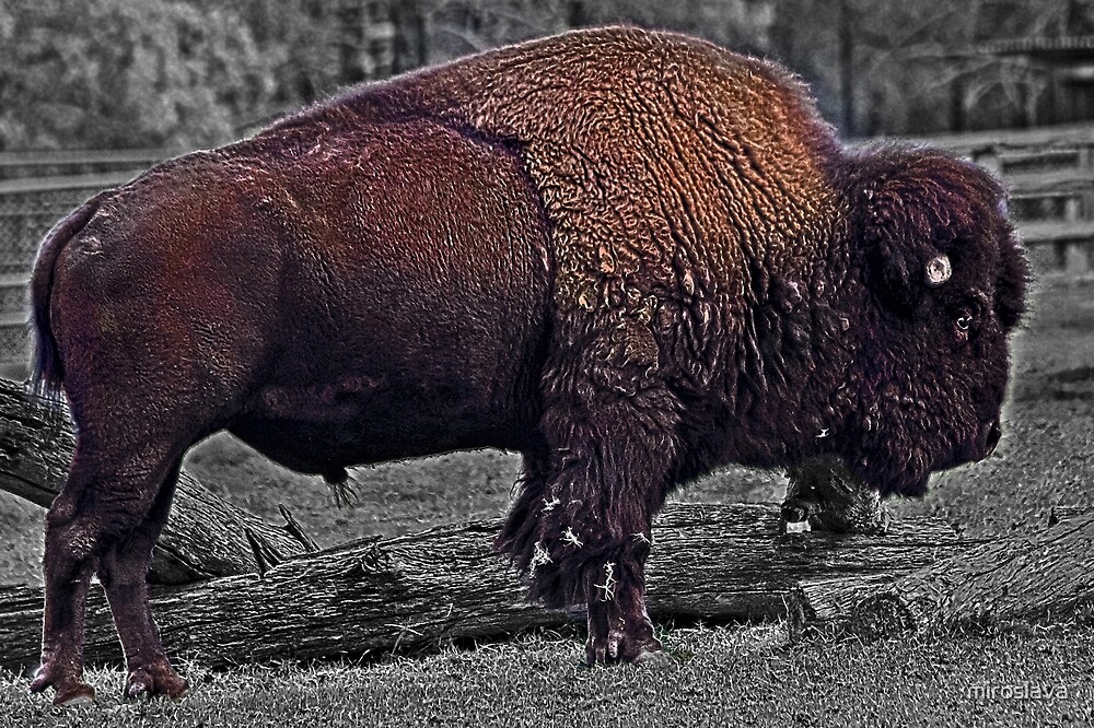 Бизон 320. American Bison самка. Волосатов Черкесск Bison. Американский Бизон красная книга. Bison пояс 621 (Bison) XXL.
