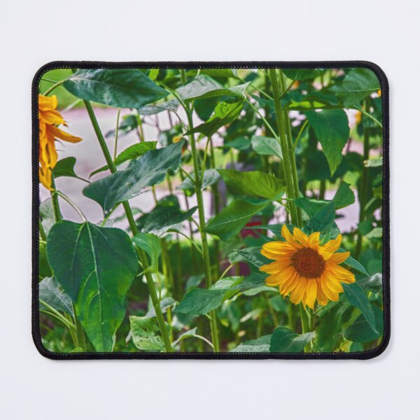 Item preview, Budding Sunflowers designed and sold by Ruth Curtis.