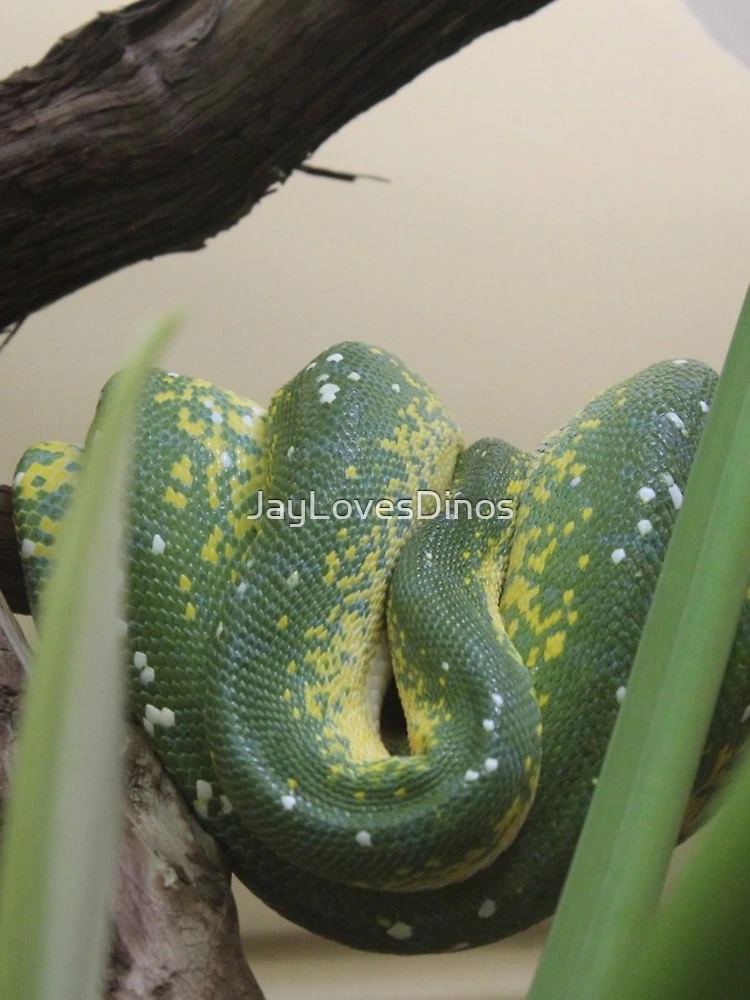 Thumbnail 5 of 5, iPhone Case, Tree Python designed and sold by JayLovesDinos.