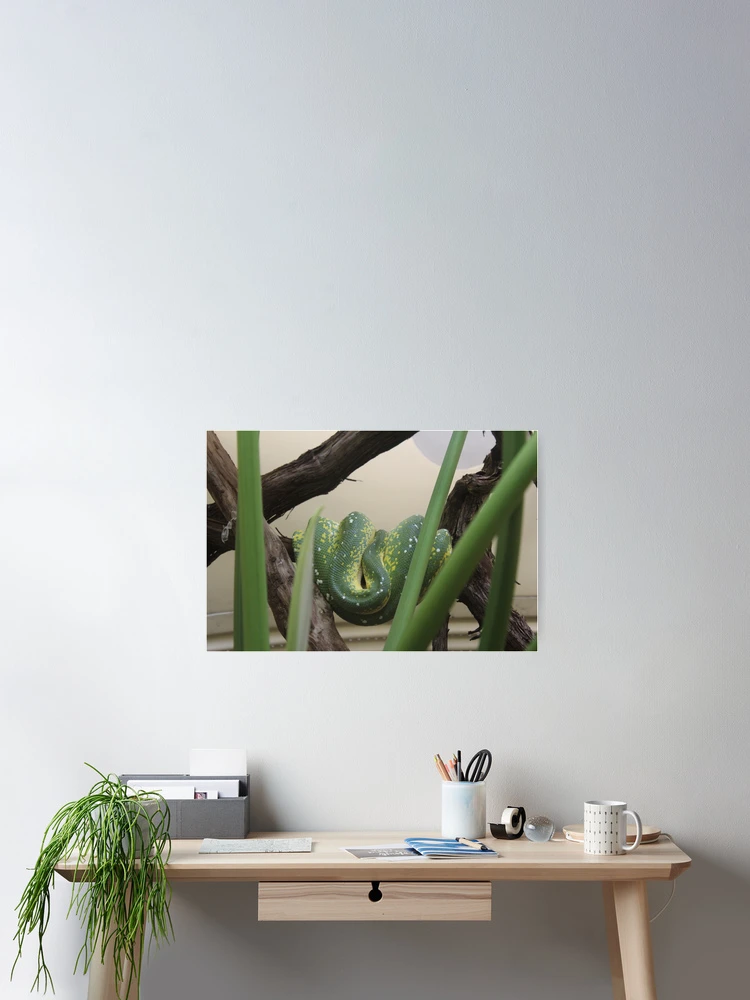 Thumbnail 2 of 3, Poster, Tree Python designed and sold by JayLovesDinos.