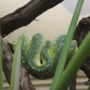 Artwork thumbnail, Tree Python by JayLovesDinos