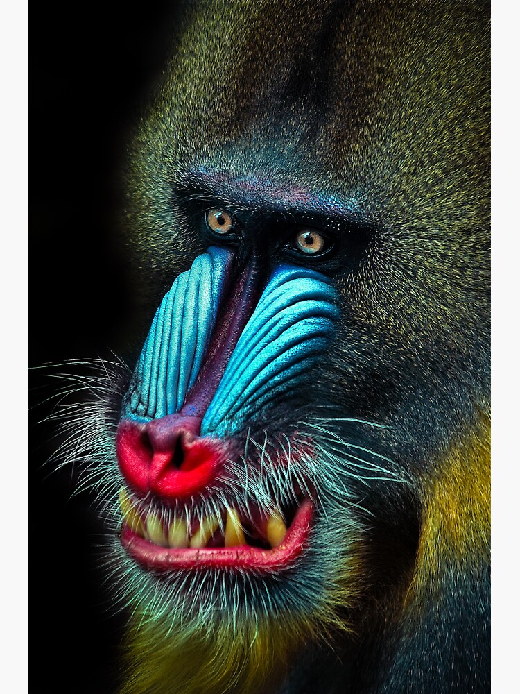 Mandrill by Durberville