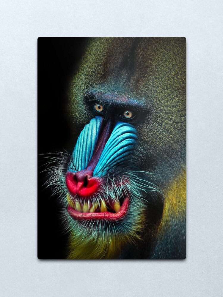 Alternate view of Mandrill Metal Print