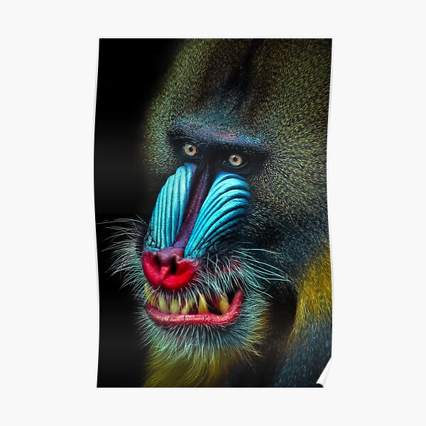 Mandrill Poster