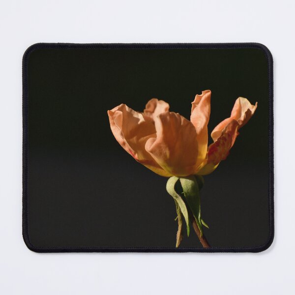 Item preview, Peach colored rose in the sunlight designed and sold by FoxGlove5.