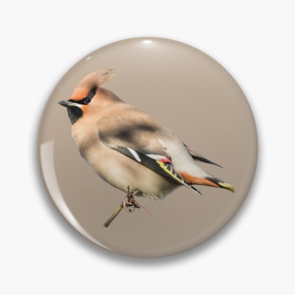 Item preview, Bohemian Waxwing Placement Print designed and sold by Jane Stanley Photography.