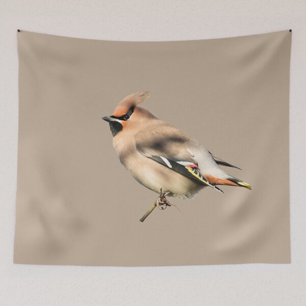 Item preview, Bohemian Waxwing Placement Print designed and sold by Jane Stanley Photography.