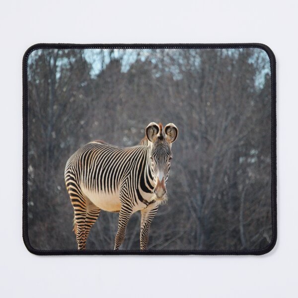 Item preview, Zebra Looking At You designed and sold by Cynthia48.
