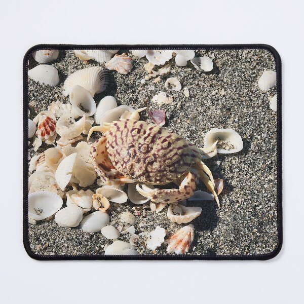 Item preview, Shell of Shells designed and sold by klholm22.