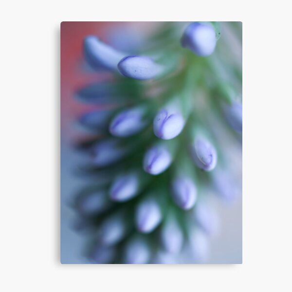 Mellowed Metal Print