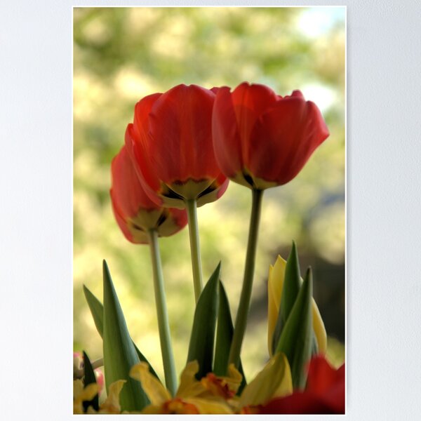 Item preview, tulips designed and sold by CameliaC.