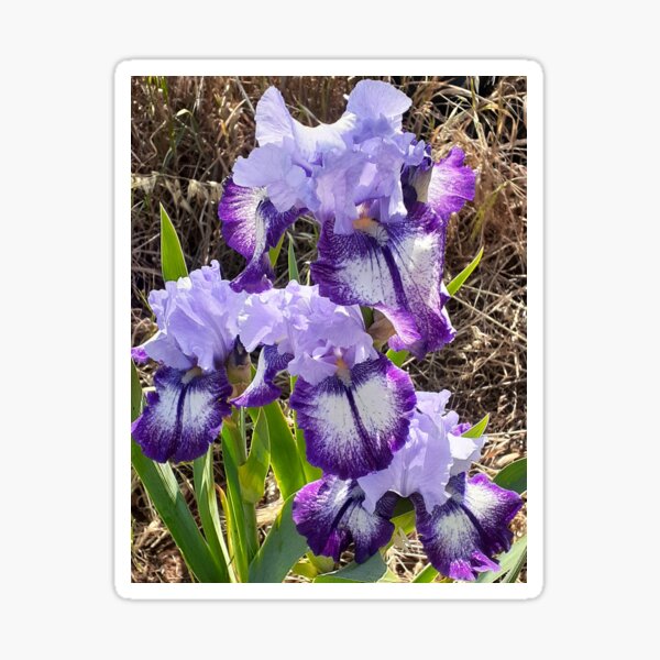 Item preview, Purple Blue and White Iris Flower - Excite Me designed and sold by Sarah  Rajkotwala.