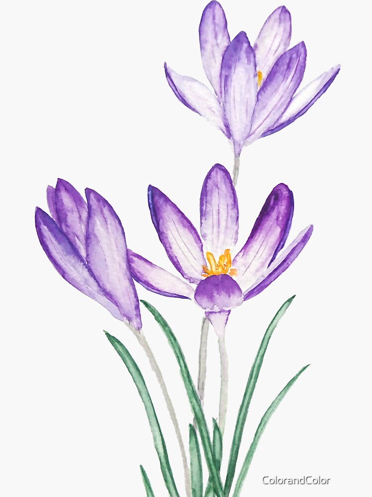 Thumbnail 3 of 3, Sticker, hand painted purple crocus flower watercolor designed and sold by ColorandColor.