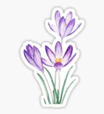 purple crocus flower watercolor Sticker
