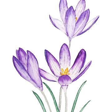 Artwork thumbnail, hand painted purple crocus flower watercolor by ColorandColor