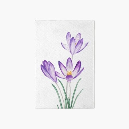 purple crocus flower watercolor Art Board Print