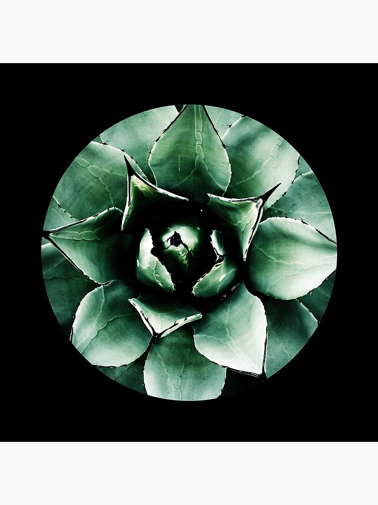 Agave Parryi (Tequila Agave) by gardenpictures