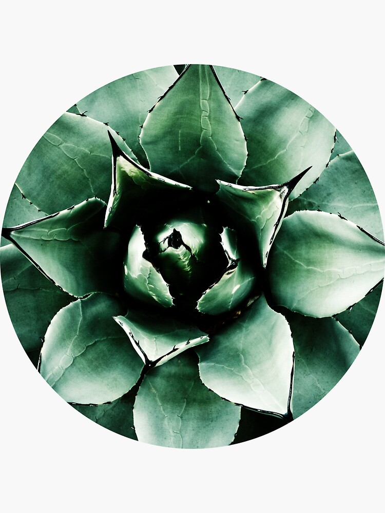 Agave Parryi (Tequila Agave) by gardenpictures