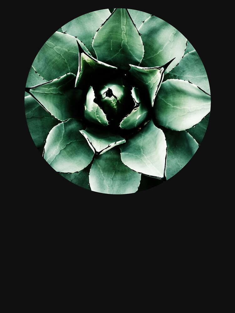 Agave Parryi (Tequila Agave) by gardenpictures