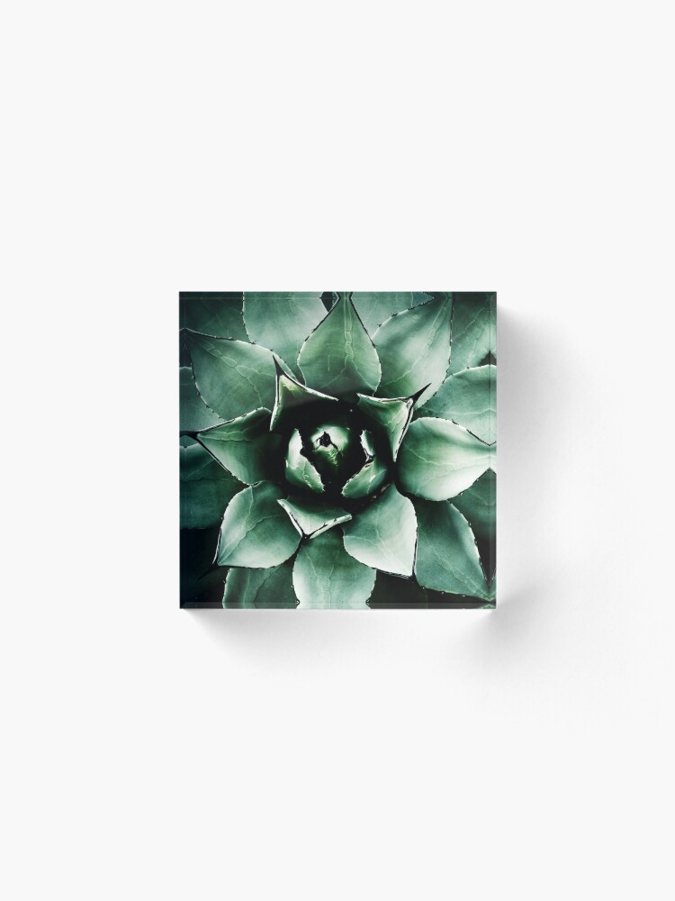 Alternate view of Agave Parryi (Tequila Agave) Acrylic Block