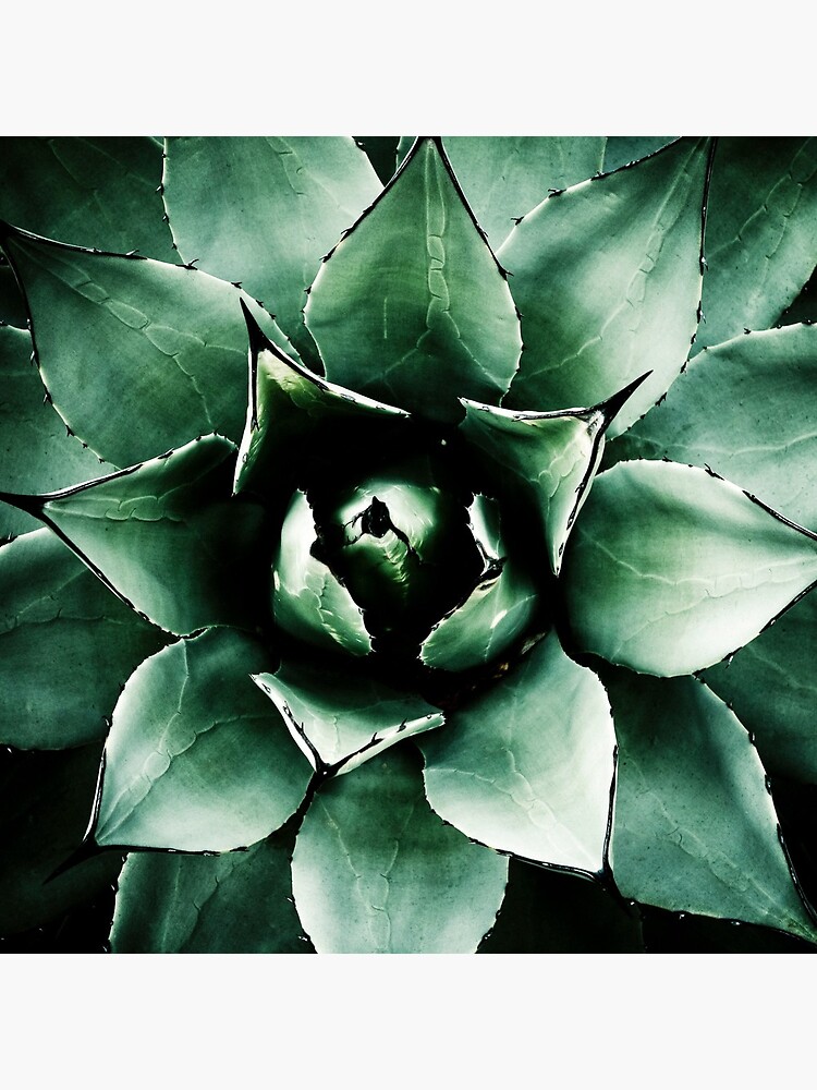 Agave Parryi (Tequila Agave) by gardenpictures