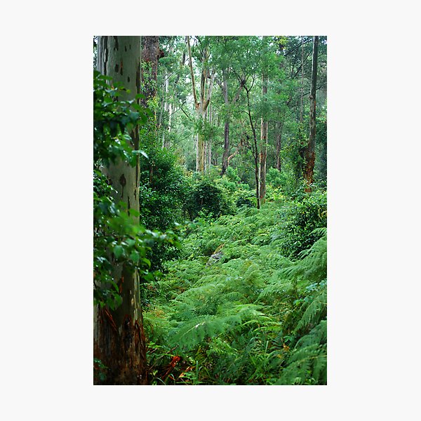 Ferny Forest - Mill Creek NSW Photographic Print