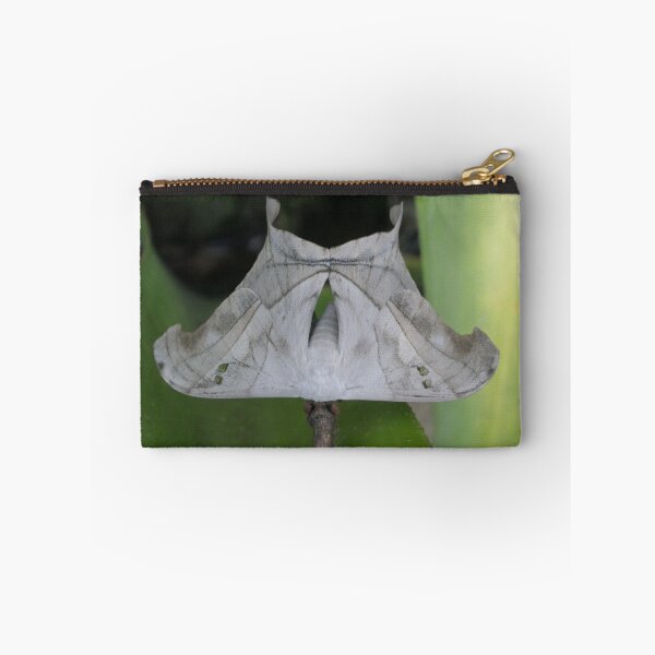 Item preview, Dysdaemonia brasiliensis silkmoth designed and sold by Entomologist.