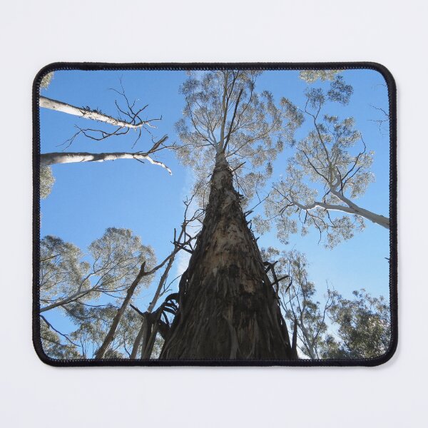 Item preview, Tall Gum Tree (Eucalyptus viminalis) designed and sold by Arcane Botanica.